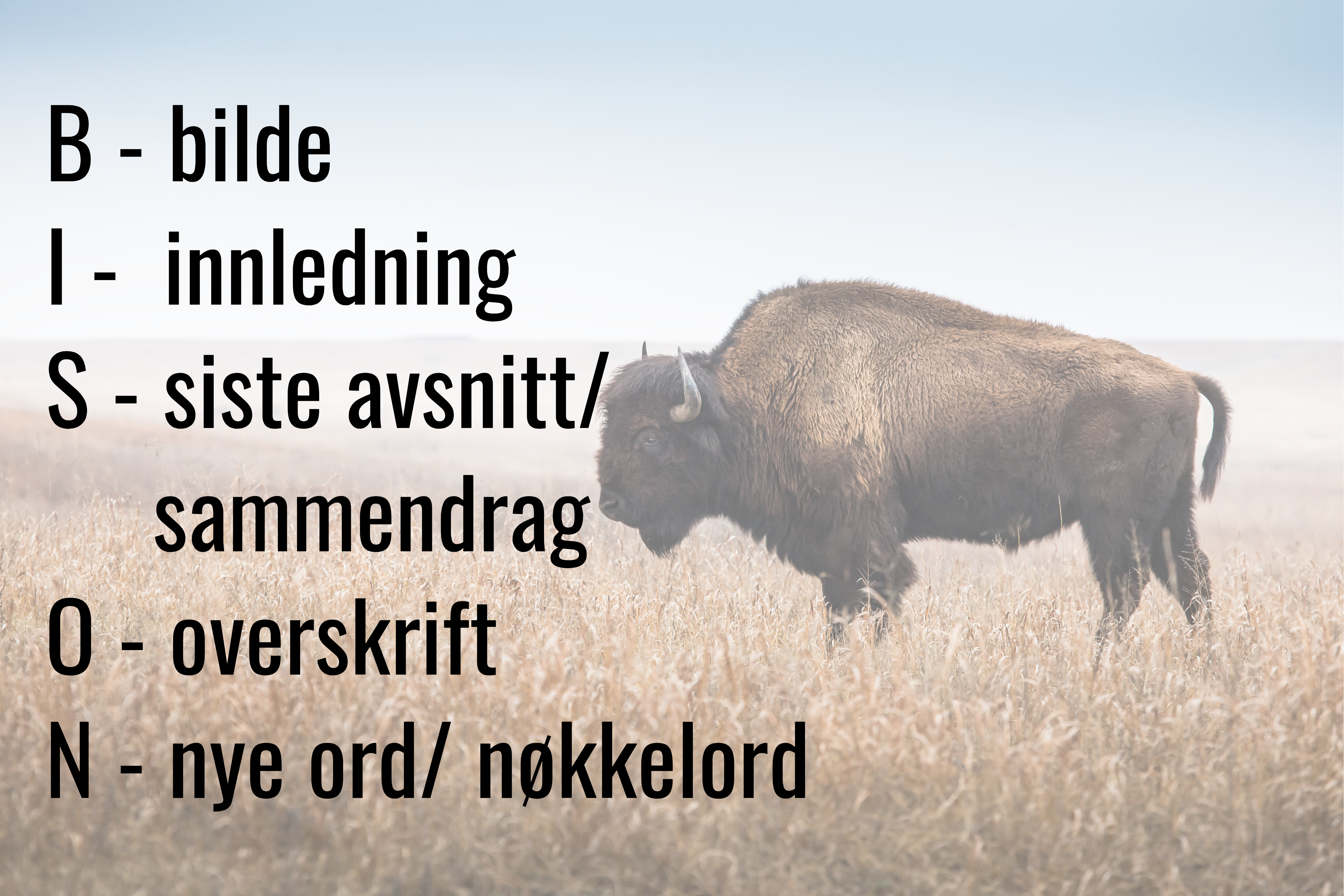 Bison overblikk